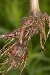 River bulrush